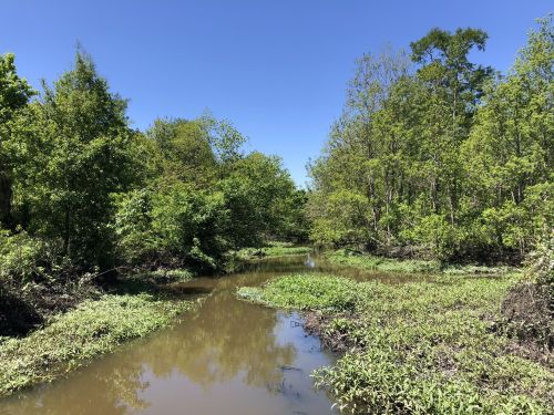 A serene wetland scene with a winding stream surrounded by lush green trees and clear blue skies.
