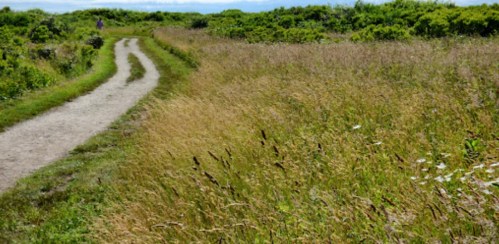 A winding dirt path through tall grass and greenery under a clear blue sky.