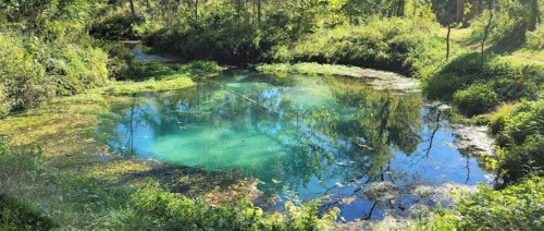 A serene pond surrounded by lush greenery, reflecting trees and clear blue water under bright sunlight.