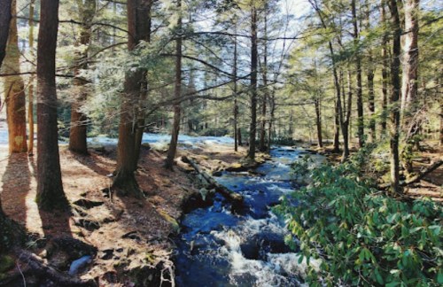 A serene forest scene with tall trees and a flowing stream, sunlight filtering through the leaves.