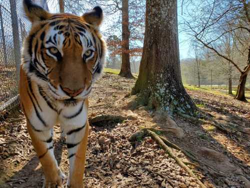 A close-up of a tiger walking through a wooded area, with trees and fallen leaves in the background.