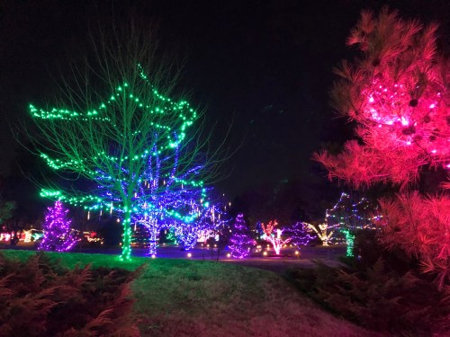 Colorful trees adorned with vibrant green, pink, and purple lights illuminate a dark night landscape.