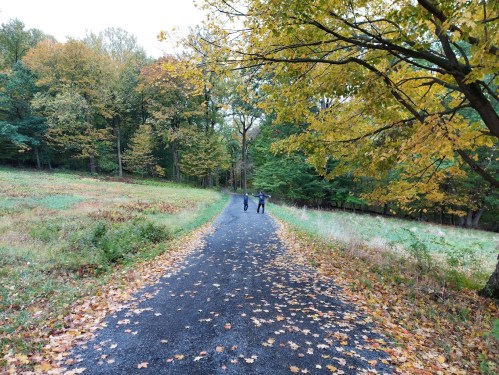 Two people walk down a tree-lined path covered in autumn leaves, surrounded by colorful fall foliage.
