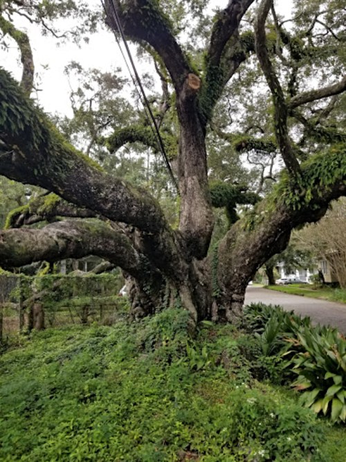A large, moss-covered tree with sprawling branches and greenery surrounding it, near a quiet road.