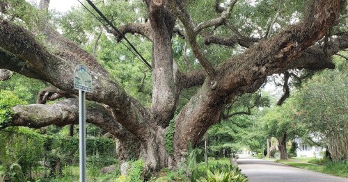 A large, sprawling tree with thick branches beside a quiet street, surrounded by greenery and a street sign.