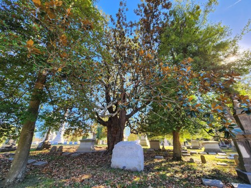 A serene cemetery scene with a large tree and gravestones under a clear blue sky.