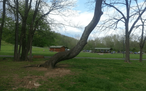 A curved tree stands in a grassy area with a cabin and picnic shelter in the background under a cloudy sky.