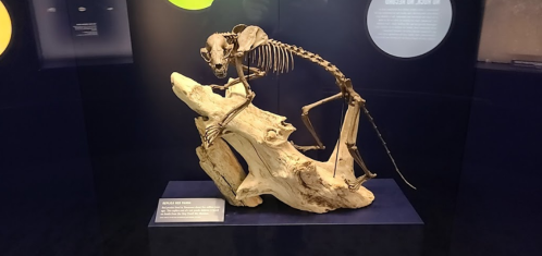 A skeleton of a primate displayed on a wooden base in a museum exhibit.