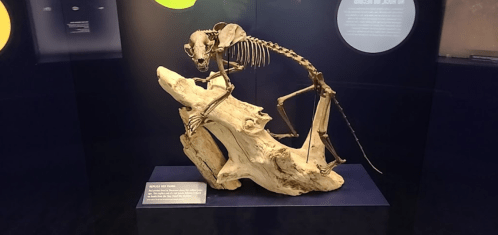 A skeleton of a primate displayed on a wooden base in a museum exhibit.