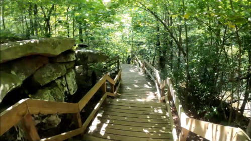 A wooden walkway leads through a lush, green forest with sunlight filtering through the trees.