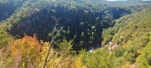 A scenic view of a lush, green canyon with colorful autumn foliage and a river at the bottom.