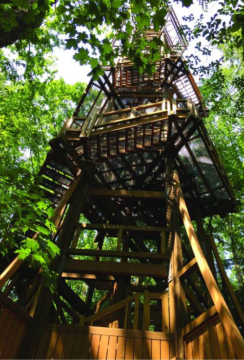 A tall wooden observation tower surrounded by lush green trees, viewed from below.