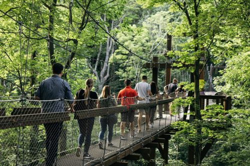 A group of people walking across a wooden suspension bridge surrounded by lush green trees.