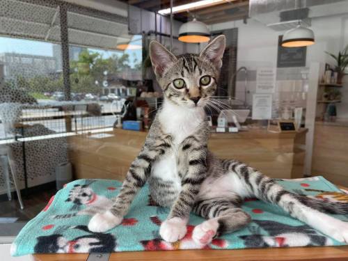 A playful tabby kitten sits on a colorful blanket, looking curiously at the camera in a bright, modern space.