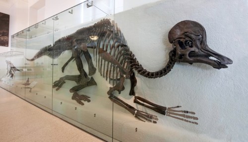 A dinosaur skeleton displayed in a glass case, showcasing its elongated body and distinct skull features.