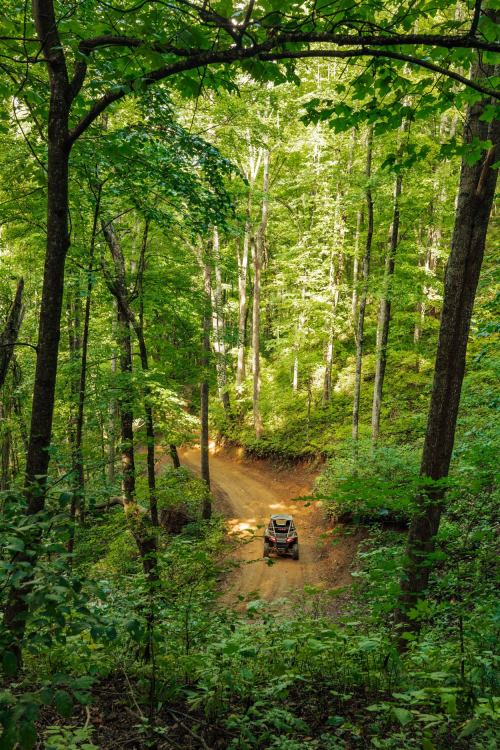 A vehicle drives along a dirt road through a lush green forest, surrounded by tall trees and vibrant foliage.