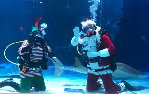 Two divers in festive costumes, one as Santa and the other as an elf, wave underwater near a shark in an aquarium.