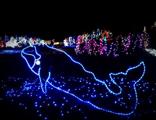 A glowing blue outline of a whale surrounded by colorful holiday lights in a dark setting.