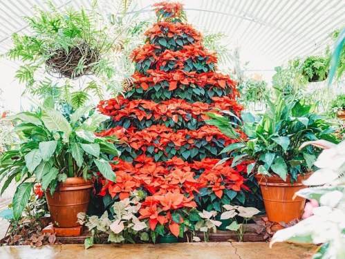 A decorative Christmas tree made of vibrant red poinsettias, surrounded by lush green plants in pots.