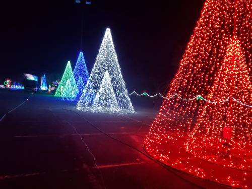 Colorful illuminated Christmas trees in a dark setting, featuring red, green, and white lights.