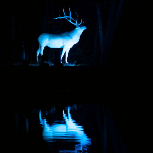 A silhouette of a deer with antlers stands near a dark water surface, reflecting a blue glow in a nighttime setting.