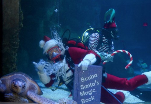 A scuba diver dressed as Santa holds a book while swimming with a turtle, accompanied by another diver in festive attire.