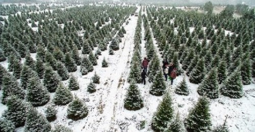 A snowy landscape filled with rows of evergreen trees, with a few people walking among them.