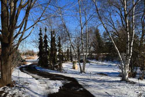 A snowy path winds through a winter landscape with bare trees and evergreens under a clear blue sky.