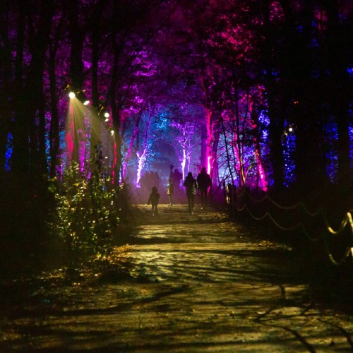 A misty forest path illuminated by vibrant purple and blue lights, with silhouettes of people walking.