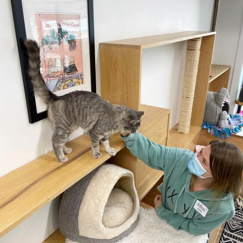 A person in a mask gently pets a gray cat on a wooden shelf in a cozy room with cat furniture.