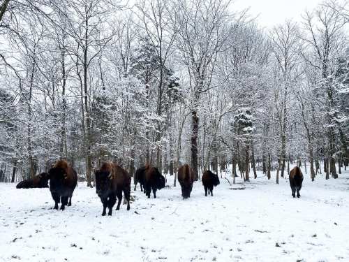 A herd of bison grazing in a snowy forest, surrounded by trees covered in frost.