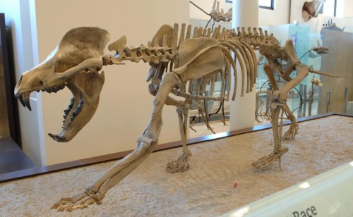 A skeletal display of a prehistoric animal, showcasing its detailed bones in a museum setting.
