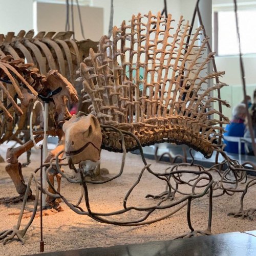 A dinosaur skeleton displayed in a museum, showcasing its intricate bone structure and fossilized remains.