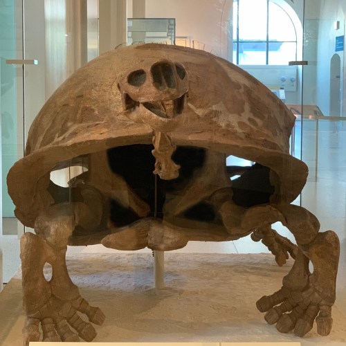 A fossilized turtle shell displayed in a museum, showcasing its interior structure and skeletal remains.