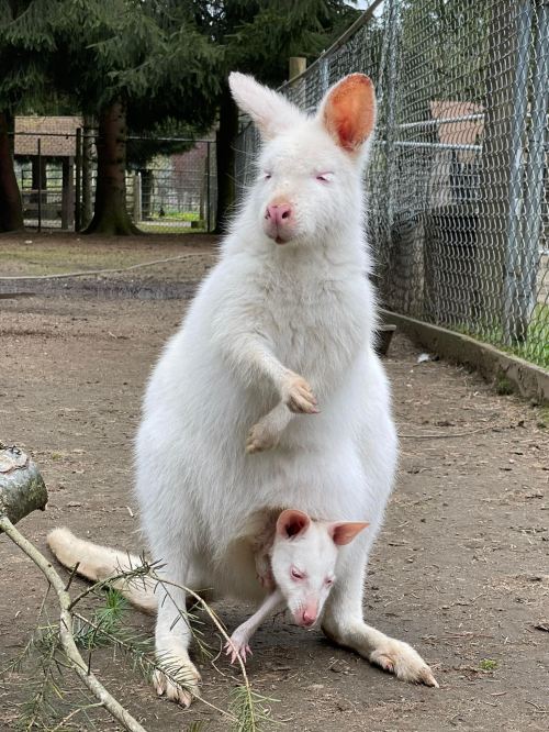 A white kangaroo stands with a joey peeking out from its pouch in a fenced enclosure.