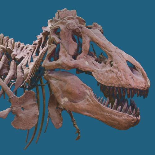 A detailed fossil skeleton of a dinosaur, showcasing its skull and ribcage against a blue background.