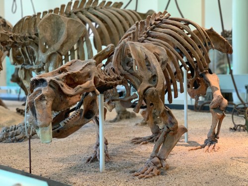 A mounted skeleton of a prehistoric animal displayed in a museum, with other skeletons in the background.