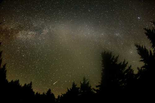 A starry night sky filled with stars and the Milky Way, framed by silhouettes of tall trees.