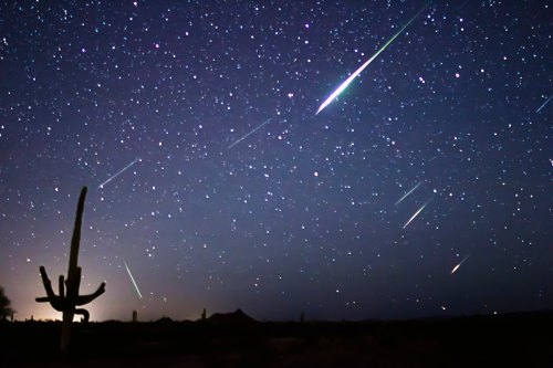 A starry night sky filled with shooting stars and a silhouette of a cactus in the foreground.
