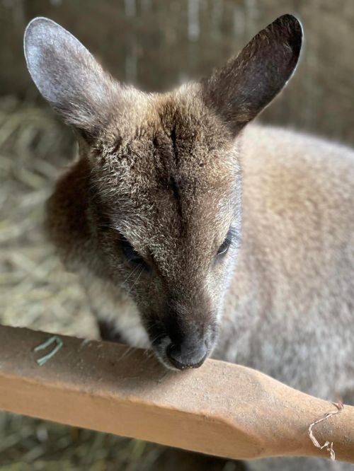 Close-up of a kangaroo's face, featuring soft fur and attentive eyes, with a wooden surface in the foreground.