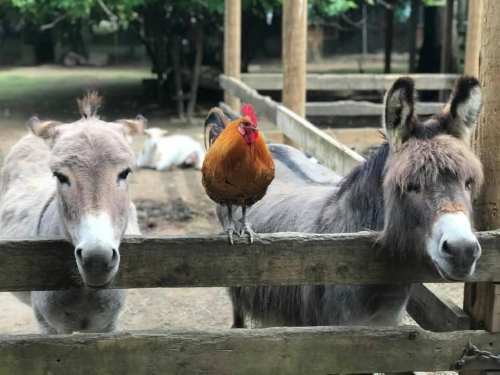 Two donkeys and a rooster perched on a wooden fence in a farmyard setting.