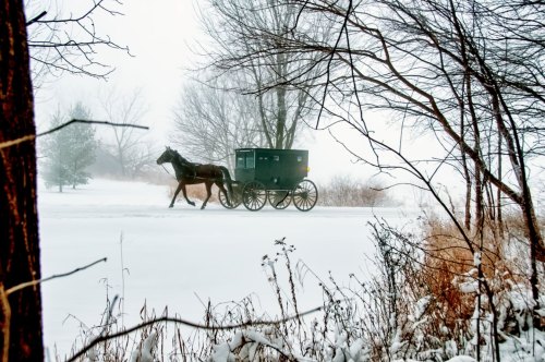 A horse-drawn carriage travels through a snowy landscape, surrounded by bare trees and a foggy atmosphere.