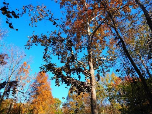 A tall tree with colorful autumn leaves against a clear blue sky, surrounded by other trees in a vibrant forest.