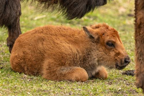 A small, fluffy brown calf resting on the grass, surrounded by larger animals in the background.