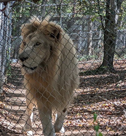 A majestic white lion walking along a path inside a fenced enclosure, surrounded by trees and fallen leaves.