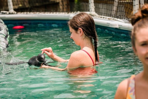 A girl in a swimsuit plays with a penguin in a swimming pool, while another girl watches from the side.