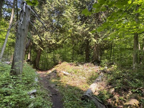 A serene forest path surrounded by lush greenery and fallen logs, with sunlight filtering through the trees.