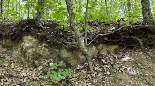 A forest scene showing exposed tree roots along a rocky soil layer, surrounded by green foliage and fallen leaves.