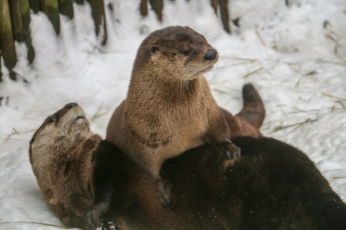 Two otters playfully interact on a snowy surface, one resting on the other in a natural setting.