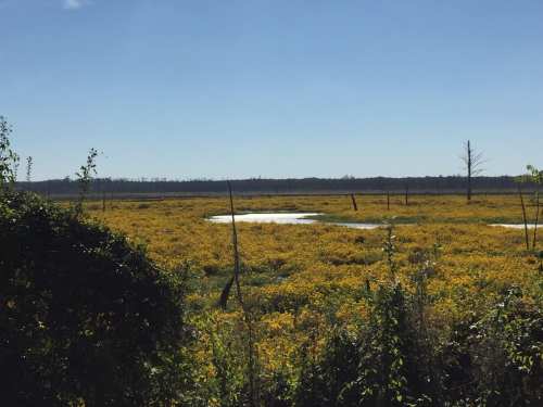 A vibrant field of yellow flowers under a clear blue sky, with patches of water and distant trees in the background.